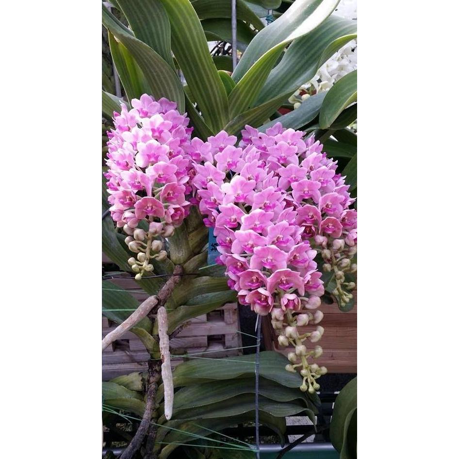 Rhynchostylis Gigantea Pink DEWASA