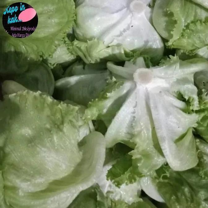 Hijaudaun- Letuce Head Sayuran Segar Fresh