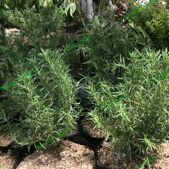 Joee- Tanaman Rosemary Rimbun/ Polybag Besar