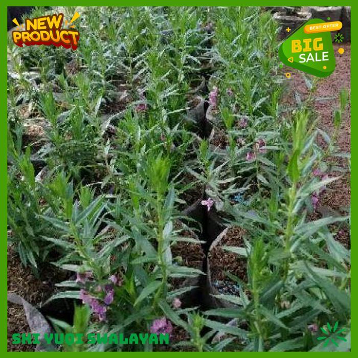 TANAMAN HIAS BUNGA LAVENDER BIJI BENIH TANAMAN BUNGA HIGHT CLASS 