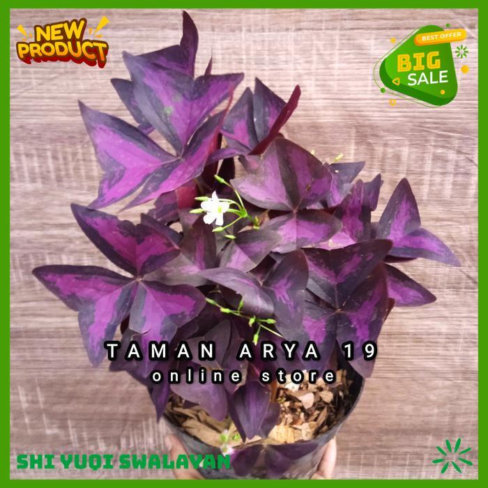 TANAMAN HIAS OXALIS KUPU KUPU BIJI BENIH TANAMAN OXALIS KUALITAS BERKELAS 