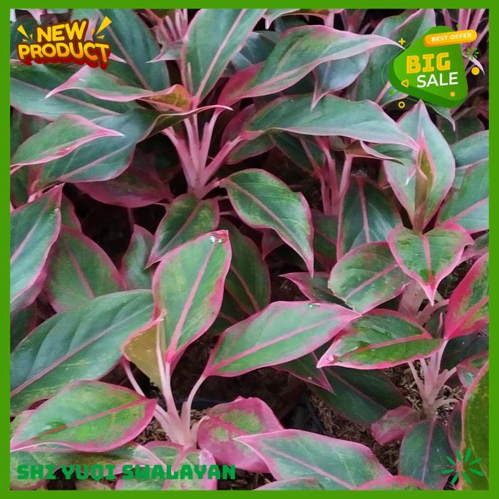 TANAMAN HIAS AGLONEMA LIPSTIK BIJI BENIH TANAMAN AGLONEMA BAHAN BERKUALITAS 