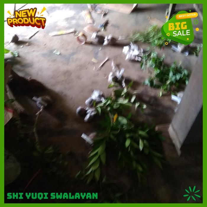 MELATI KOSTA BUNGA WARNA WARNI UNGU TANAMAN HIAS BIJI BENIH TANAMAN BUNGA KUALITAS BERKELAS 