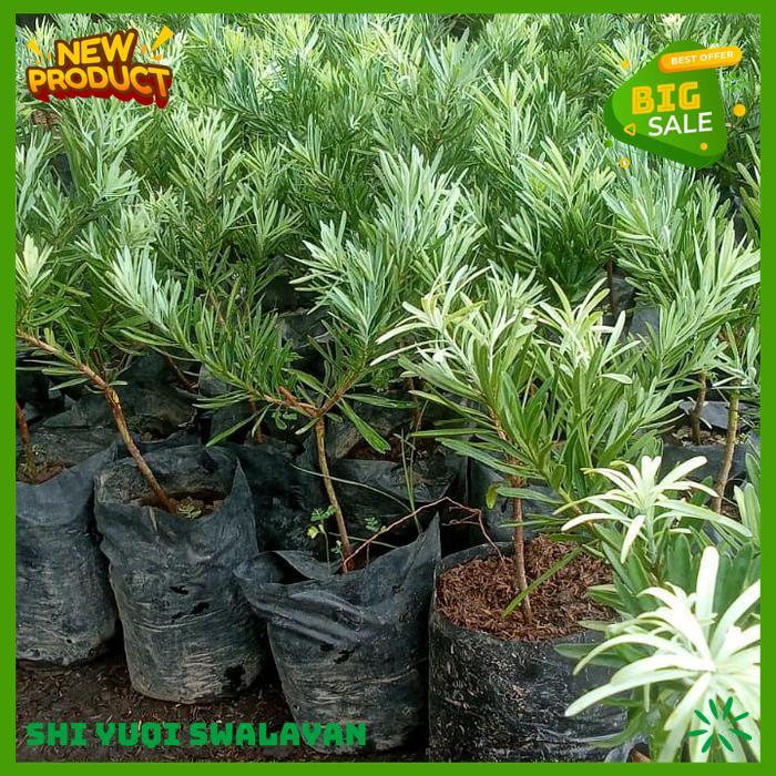 TANAMAN HIAS LOHANSUNG BLU ICE BONSAI TANAMAN HIAS BIJI BENIH TANAMAN LOHANSUNG BEST QUALITY 