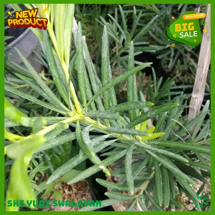 LOHANSUNG BAHAN BONSAI UKURAN 1M TANAMAN HIAS BIJI BENIH TANAMAN BONSAI BAHAN BERKUALITAS 