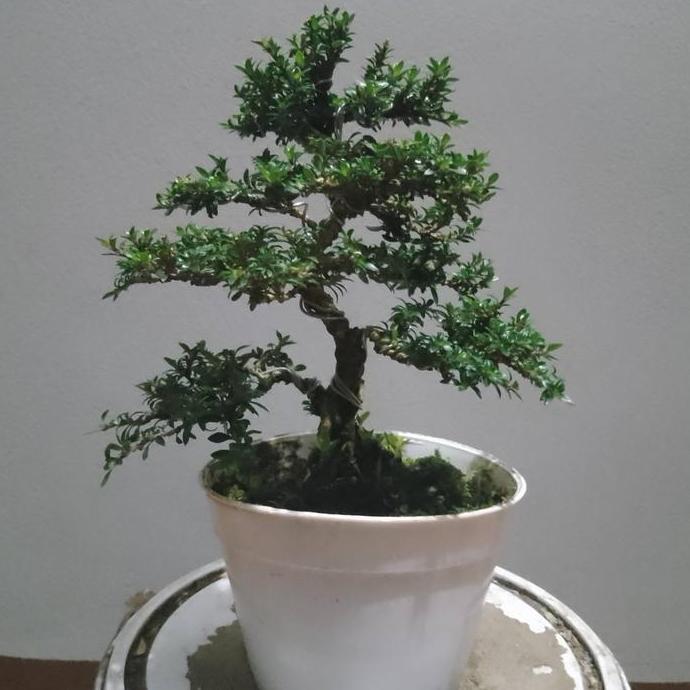 tanaman bonsai jadi serbin mikro murah