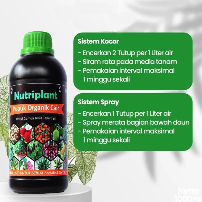 Pupuk Aglonema | Pupuk Organik Cair Aglonema | Nutrisi Tanaman murah