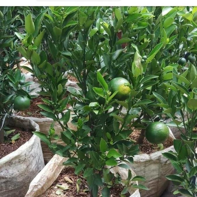 Pohon buah jeruk santang madu murah