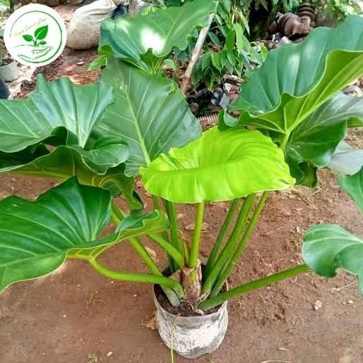 tanaman hias philo marble besar 60-70cm murah