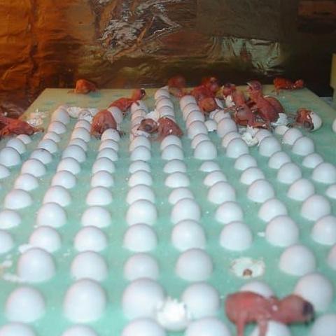 Ready Busa Telur Walet