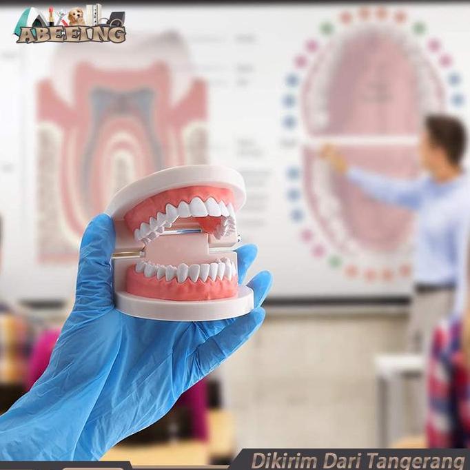 OSCHAR Model Gigi Edukasi Lepasan Alat Peraga Gigi Perlengkapan Medis