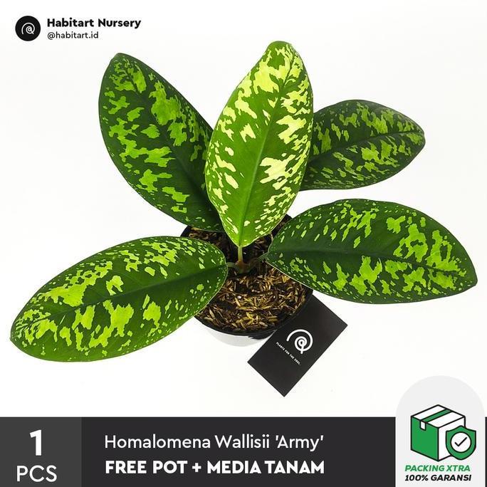 Homalomena wallisii 'Army' / Adelonema Camouflage - tanaman hias