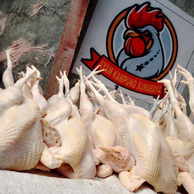 AYAM KAMPUNG EXTRA LARGE (muda)