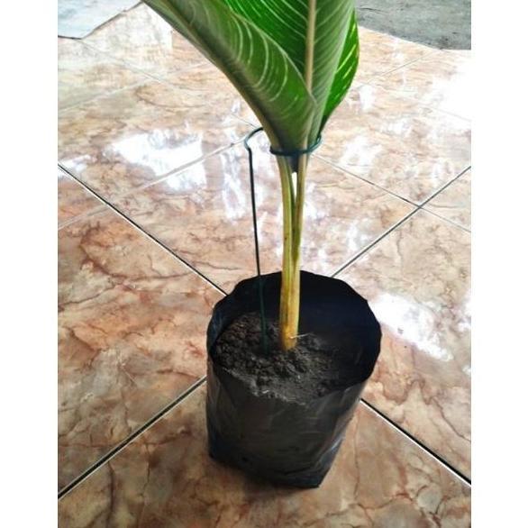 besi penyangga tanaman dan bunga