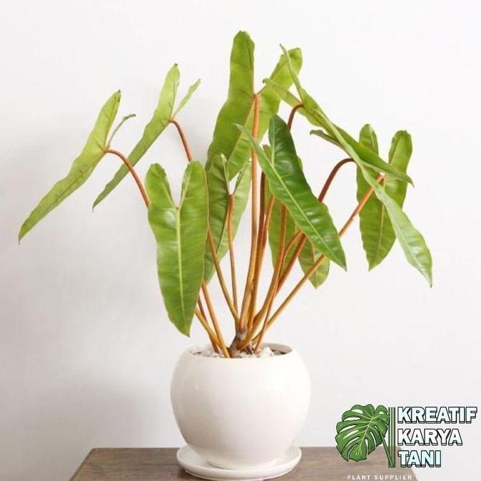 Abcd- Tanaman Hias Philodendron Bilitiae Kabel Busi - Kabel Busi Original