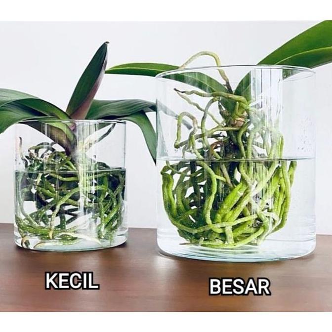 VAS BUNGA KACA BENING / VAS TABUNG / POT TANAMAN AIR HIDROPONIK / VAS