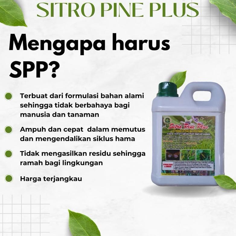 1 SITRO PINE PLUS (SPP CTHI) | Pestisida Nabati Ramah Lingkungan Efektif Mengatasi Hama Ulat Grayak 