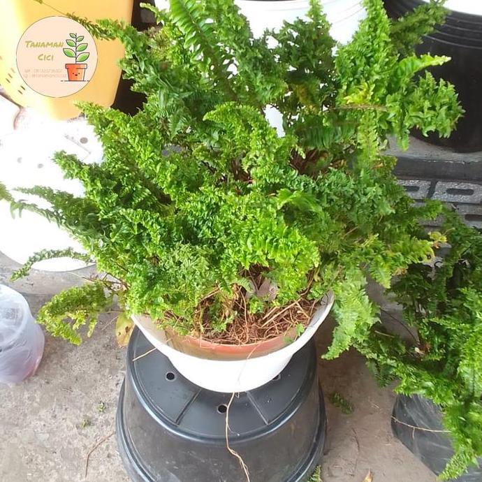 BEBAS ONGKIR - Tanaman Pakis curly besar diameter 30cm on pot putih