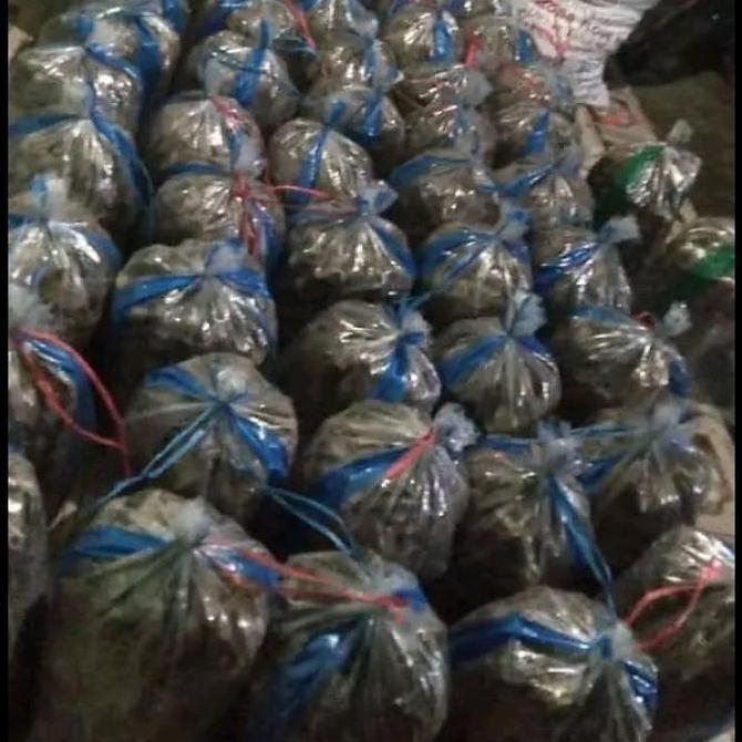 Promo Jangkrik Hidup 1 Karung Cod