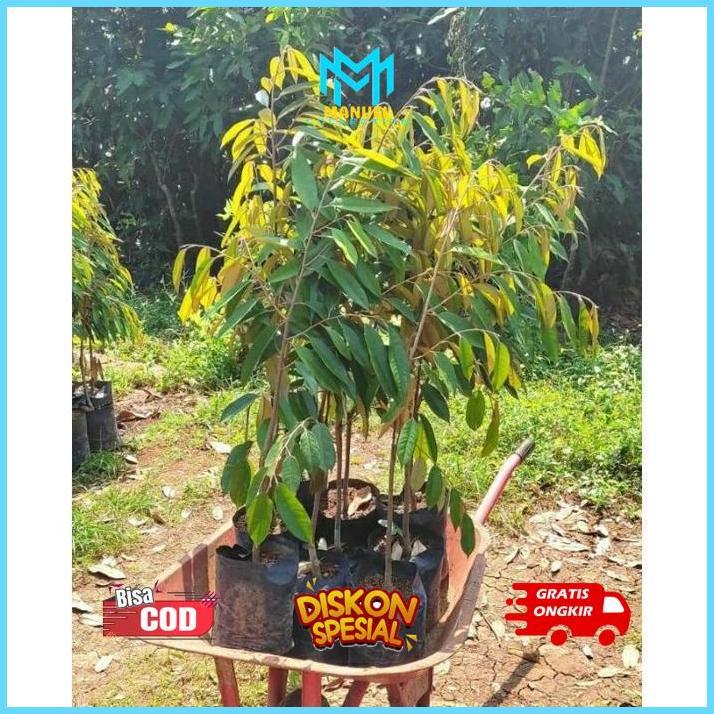 GV23 PJJ-1621 gh-45 bibit Durian Duri Hitam tinggi 1 meter batang besar siap berbuah Original Termur