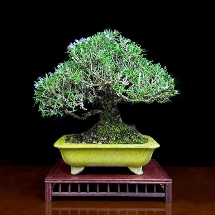 Bonsai Jadi Rosmeri Tinggal Pajang