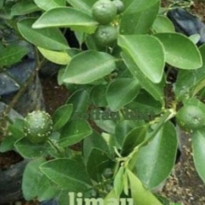 Tanaman Buah Jeruk Limau // Jeruk Limau Buat Sambal