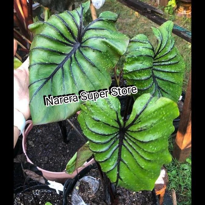 Tanaman Hias Keladi Colocasia Topeng Faro Mask Murah Ekonomis Farao Mas Fira