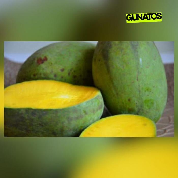 df-7 KT78 fx-76 Bibit Mangga kweni unggul Terlaris Termurah Murah