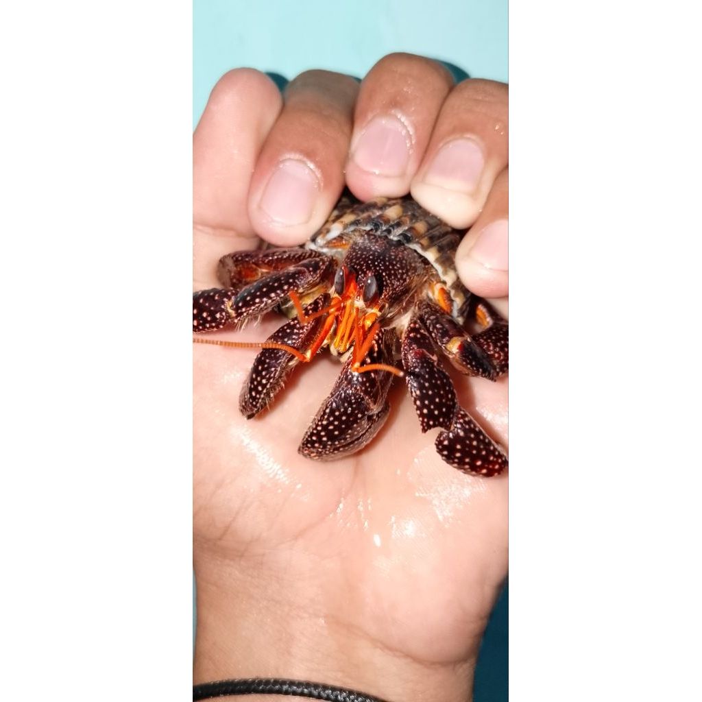 hiasan meja berbentuk kelomang perlatus warna hitam ukuran L