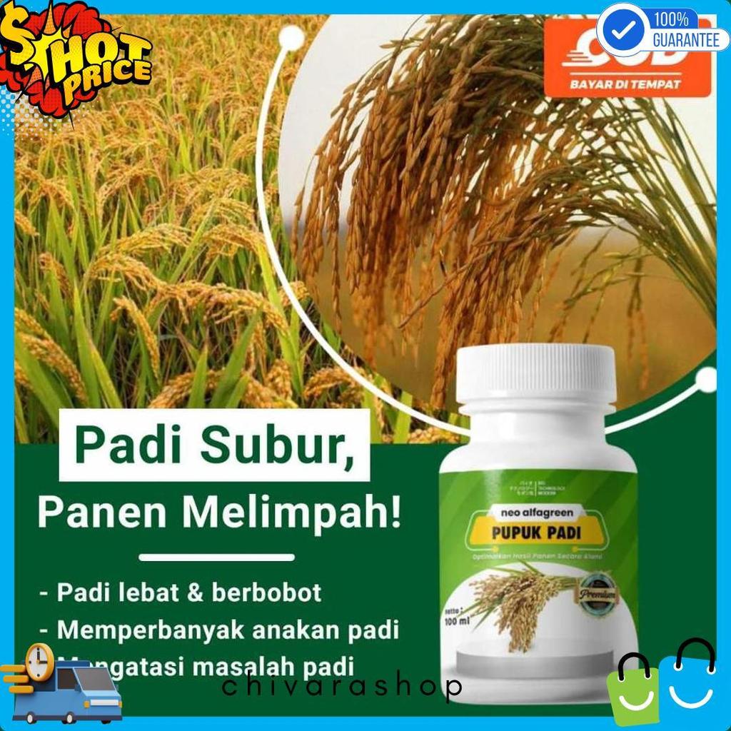 Cod Pupuk Pertumbuhan Padi Penambah Hasil Padi Booster Daun Dan Anakan Padi Pelebat Buah  Dan Penyub