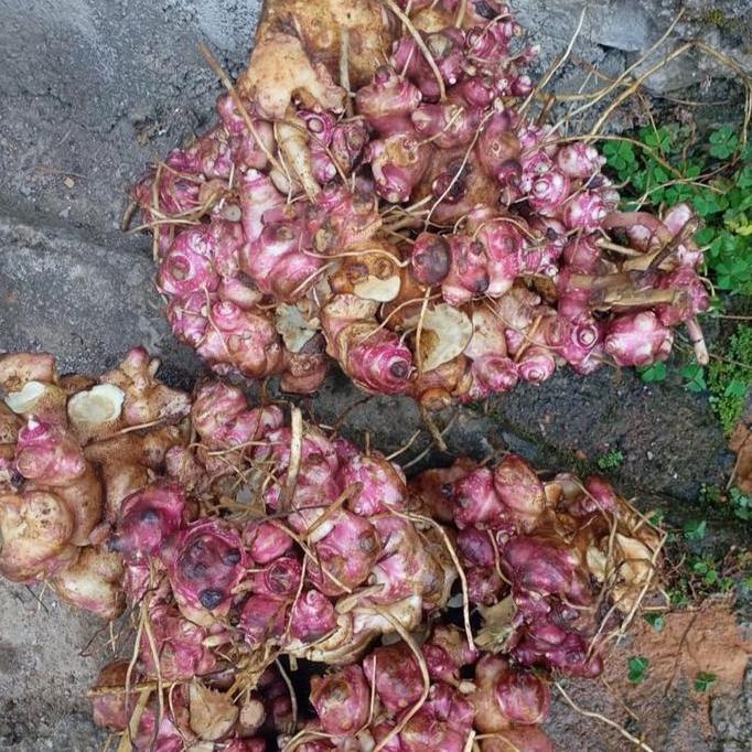 Terlaris Benih Rimpang Ubi Yacon 1 Kg Herbal Kaya Manfaat Pohon Daun Bibit Tanaman