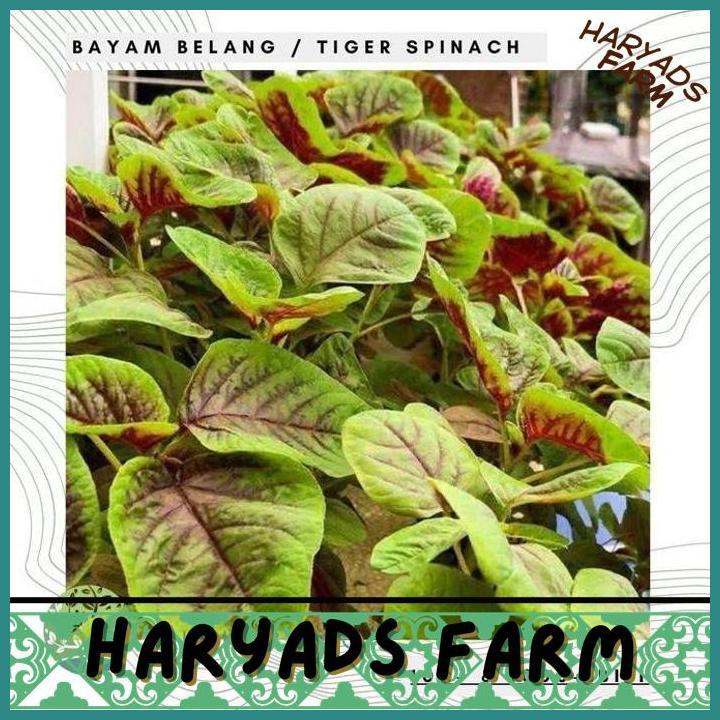 HF BENIH / BIBIT / BIJI - BAYAM BELANG (TIGER SPINACH) - IMPORT - HARYADSFARM