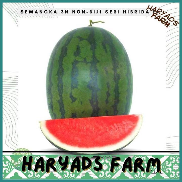HF BENIH BIBIT BIJI - SEMANGKA 3N SERI F1 HIBRIDA NON BIJI SEEDLESS OVAL MERAH MANIS SEEDS - TOLERAN