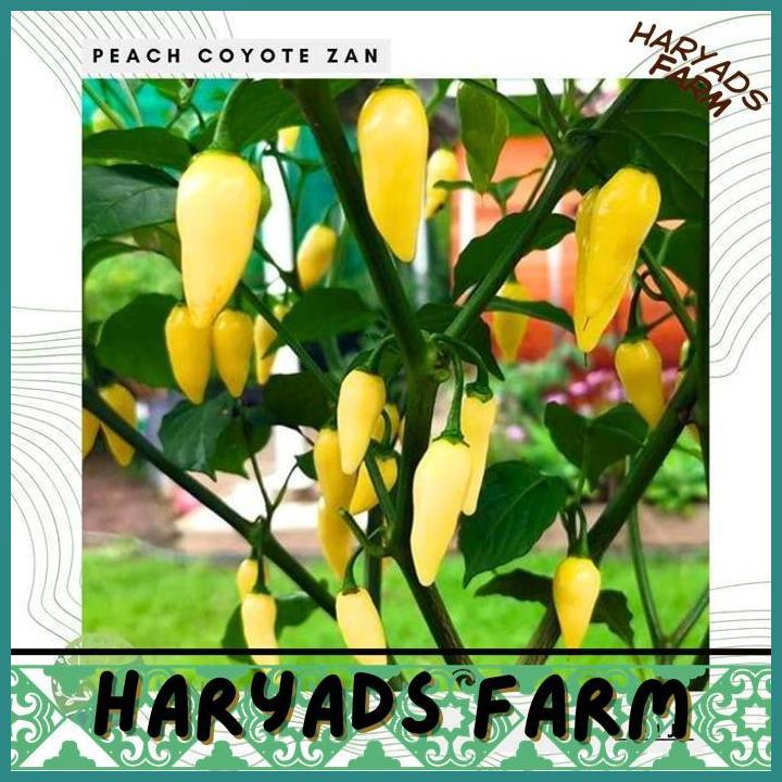 HF BENIH BIBIT BIJI - CABAI PEACH COYOTE ZAN (CABE BUAH SANGAT PRODUKTIF) PEPPER SEEDS - HARYADSFARM