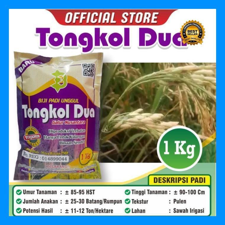(Promo) Padi Tongkol 2 / Biji Padi Unggul Tongkol 2 / Bibit Padi Tongkol Dua Bestseller