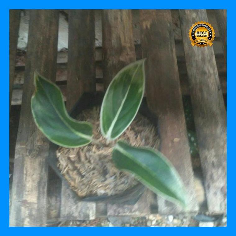 (Termurah) Tanaman Aglonema Lipstik Putih Bestseller