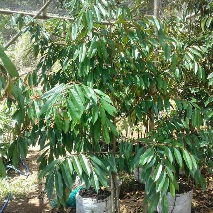 Terlaris Durian Dongkelan Musangking,Bawor,Duri Hitam Kaki 3