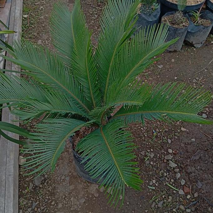 Terlaris Tanaman Hias Palem Sikas Jumbo