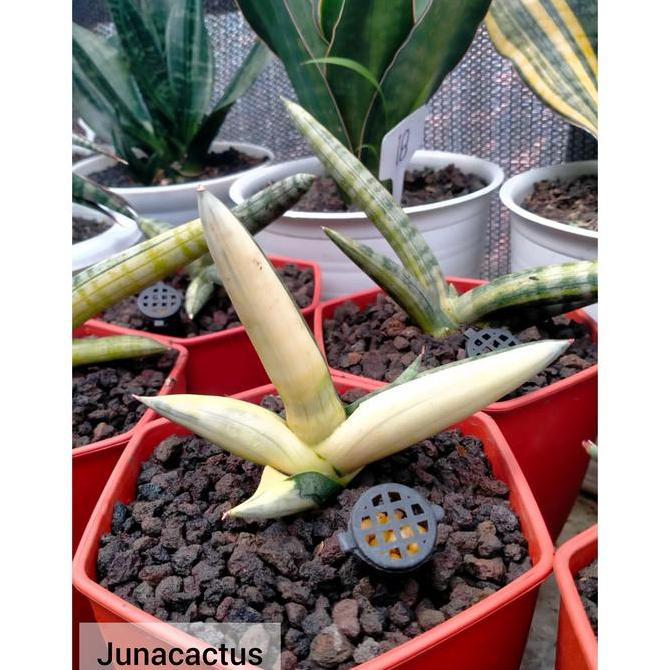 Terlaris Sansevieria Boncel Variegata Putih