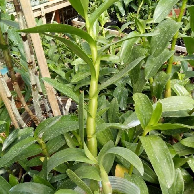 Terlaris Anggrek Dendrobium Melintir Usia Dewasa