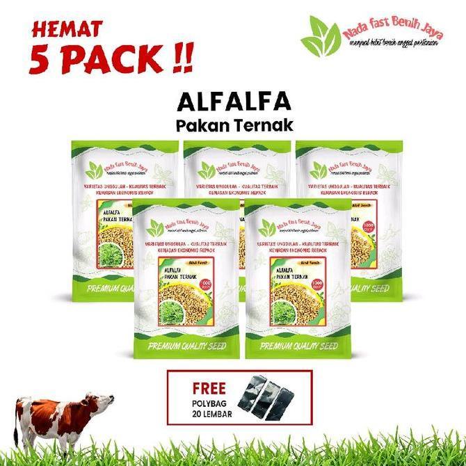 5 Pack benih alfalfa - benih pakan ternak benih tanaman alfalfa
