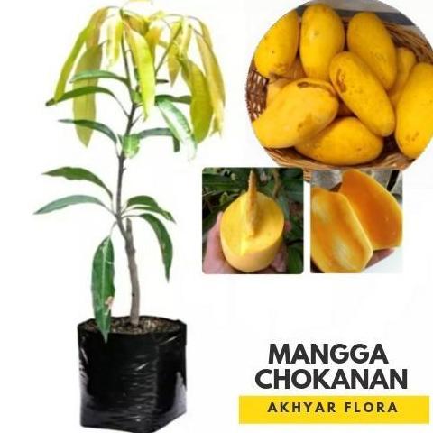 POHON Bibit Mangga Chokanan Buah Mangga Kuning Pohon Mangga Chokanan BISA COD  ya