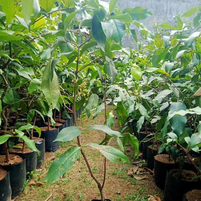 jambu air dalhari konsi sudah berpentil buah dan berbunga