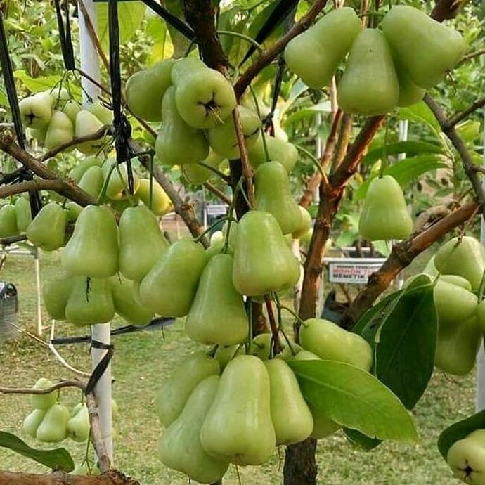 indukan jambu air madu deli hasil cangkok