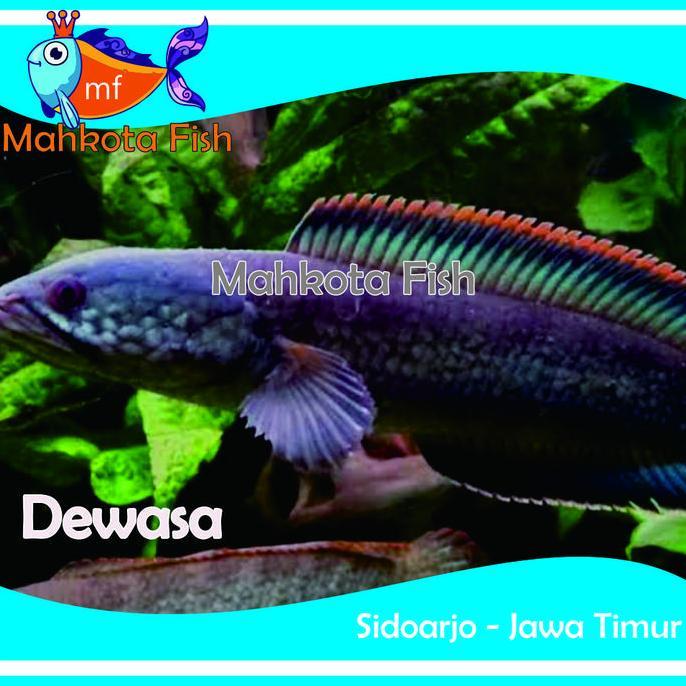 CHANA LIMBATA | CHANA BABY | CHANA | (KHUSUS INSTAN)