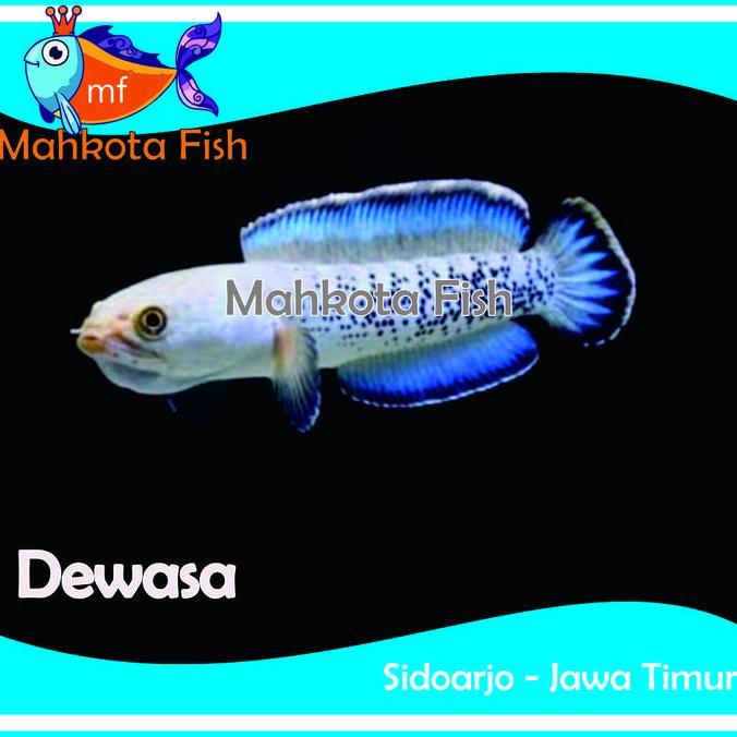 CHANA STEWARTI | CHANA BABY | CHANA | (KHUSUS INSTAN)