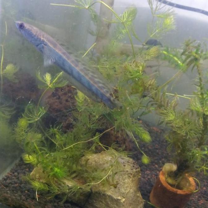 CHANNA CHANA MARU YELLOW SENTARUM YS / IKAN GABUS HIAS AQUARIUM