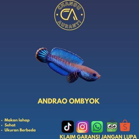 CHANNA ANDRAO SIZE 5-7 JAMINAN FLERING HIGH FIN TERBAIK PILIHAN CHANDU AURANTI