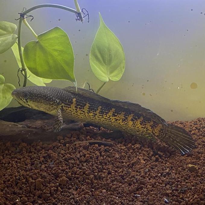 CHANNA AURANTI, SIZE 20CM. DIJUAL KARENA MAU PINDAH TAKUT TIDAK ADA YG URUS