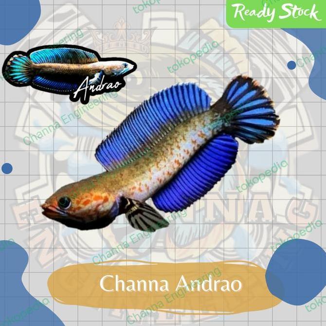 CHANNA ANDRAO GRADE A+++ FULL PELET